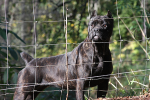 old world cane corso shade